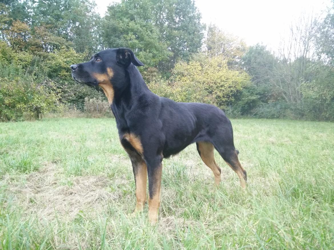 Blanding af racer Sally (Border Collie / Rottweiler) billede 20