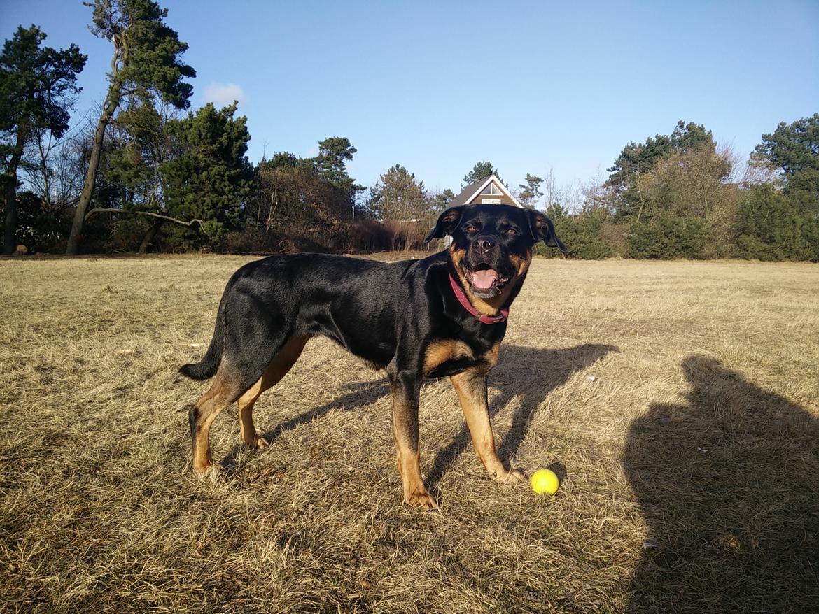 Blanding af racer Sally (Border Collie / Rottweiler) billede 10