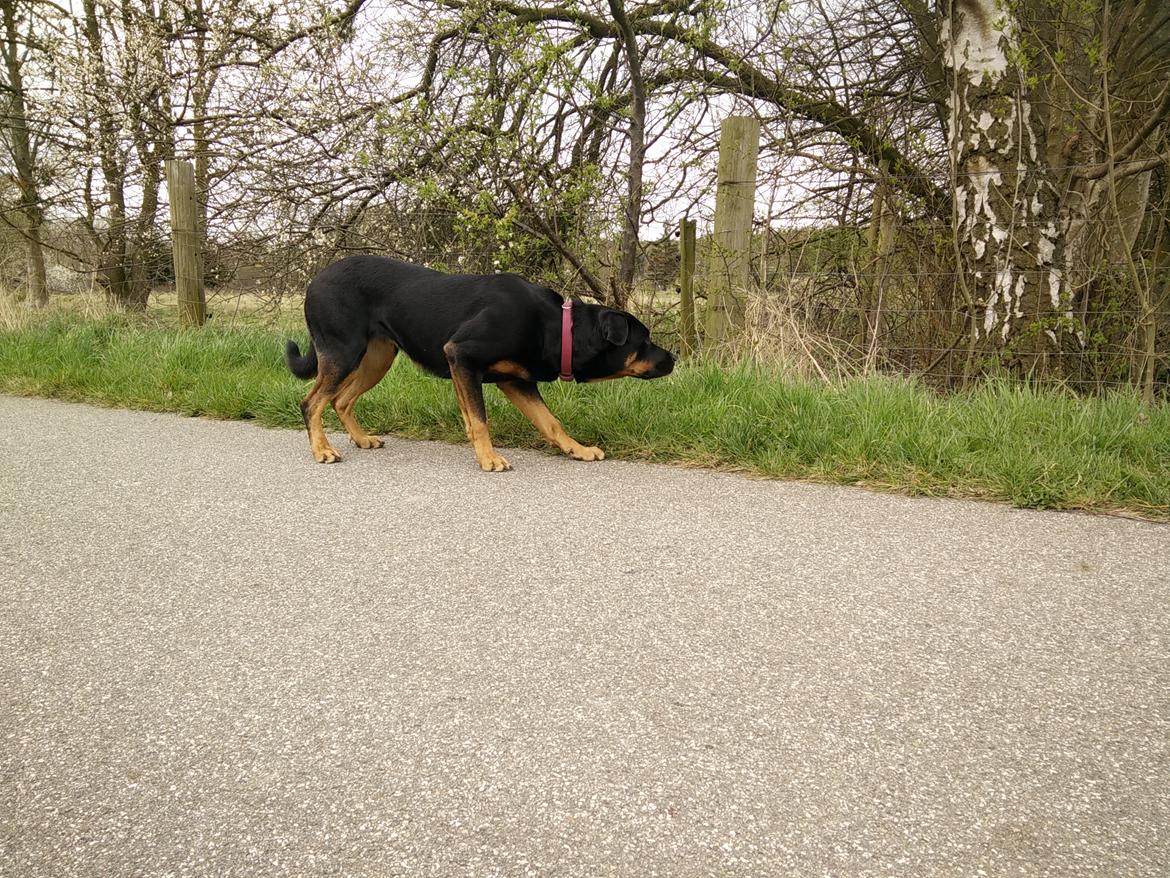 Blanding af racer Sally (Border Collie / Rottweiler) billede 18