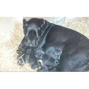 Cane corso Lilith immaculate - her er min mor og alle mine søskende billede 9