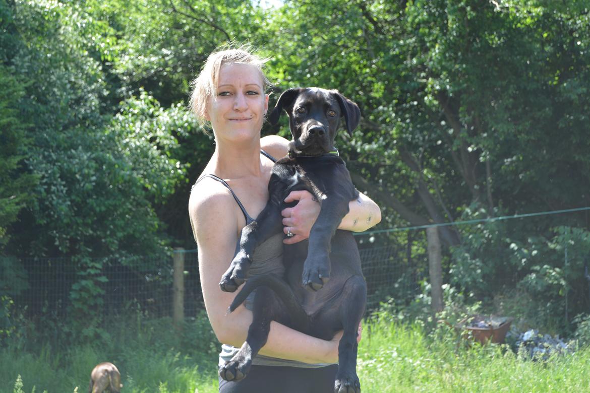 Cane corso Lilith immaculate billede 21