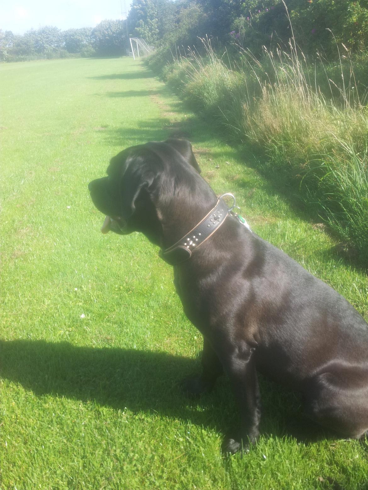 Cane corso Lilith immaculate billede 10