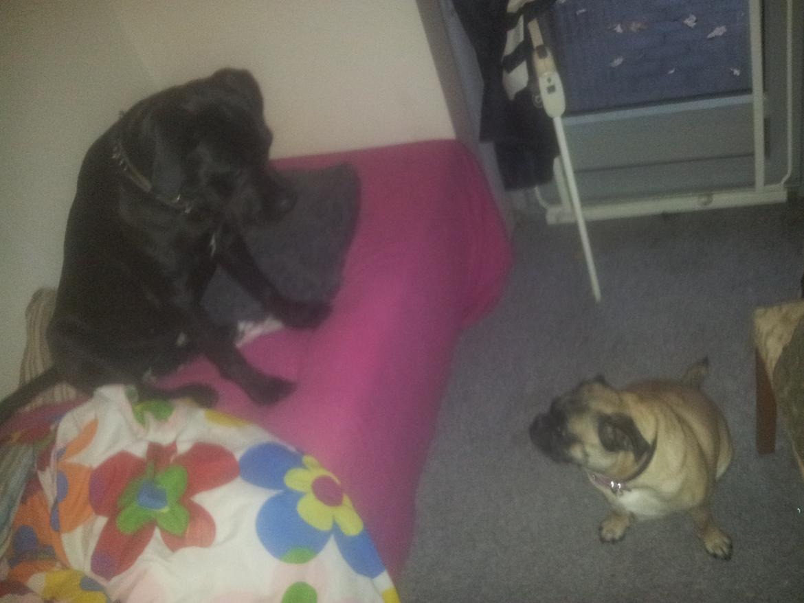 Cane corso Lilith immaculate - carla og lilith billede 12