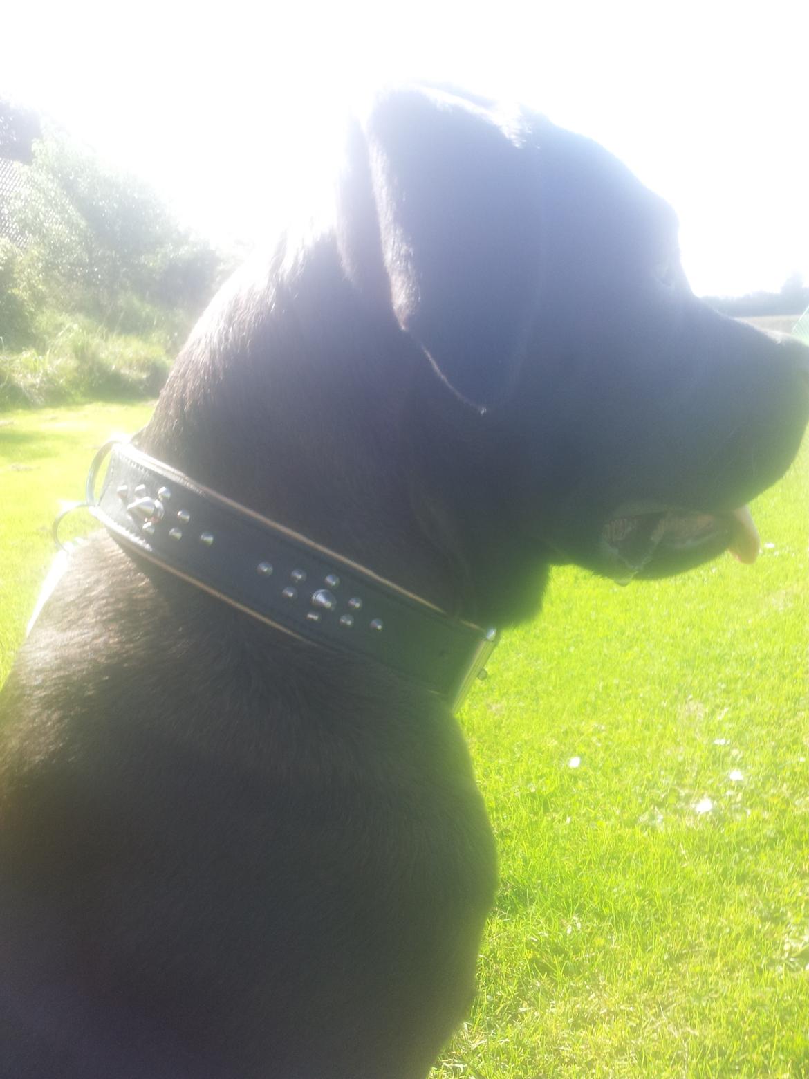 Cane corso Lilith immaculate billede 11