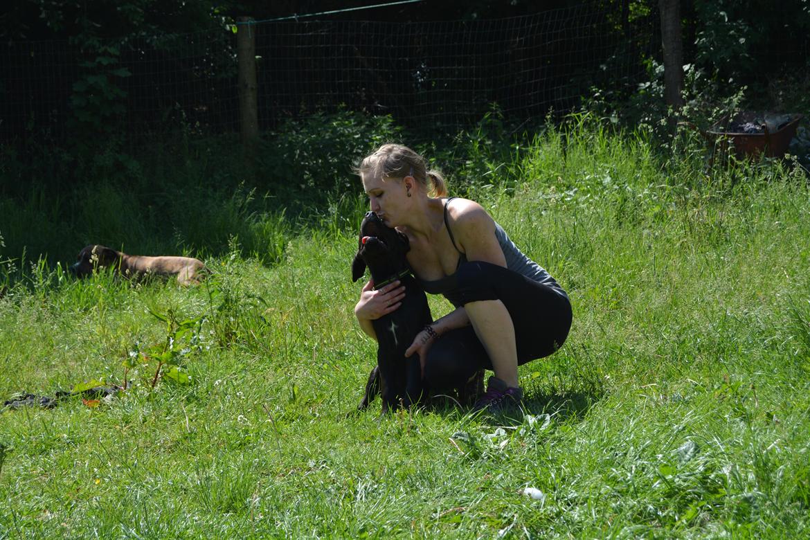 Cane corso Lilith immaculate billede 20