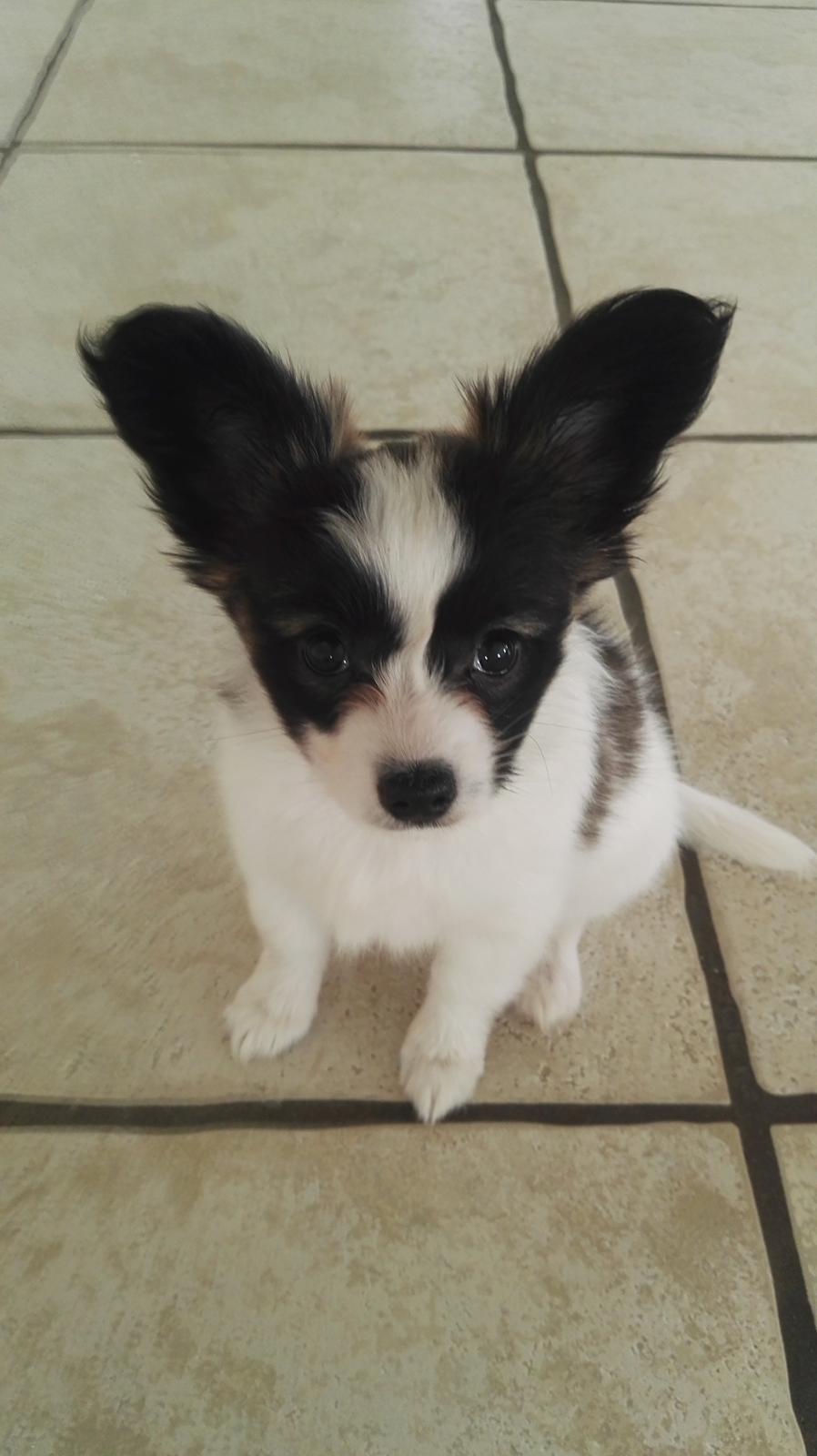 Papillon Nelly billede 6