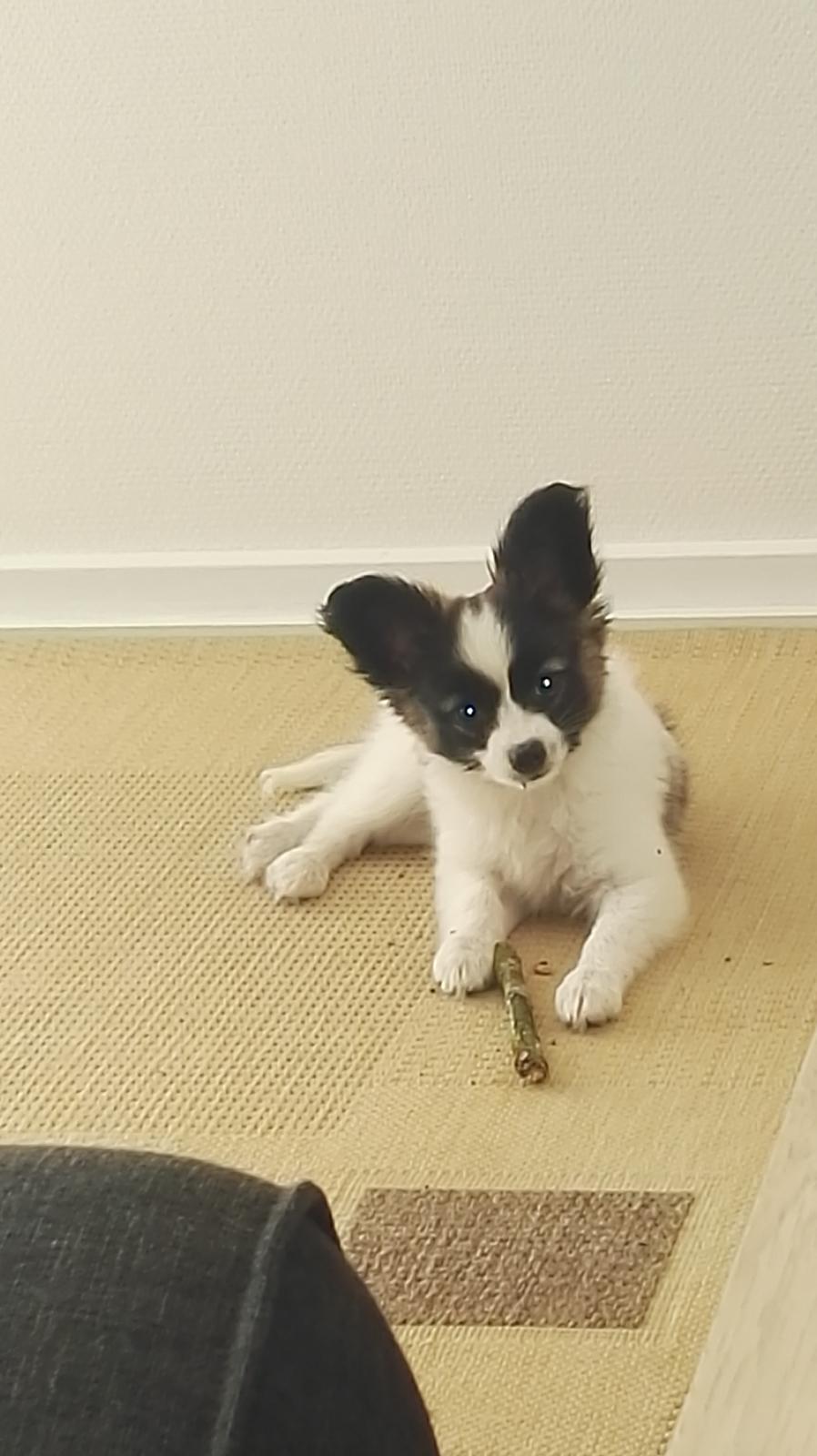 Papillon Nelly billede 11