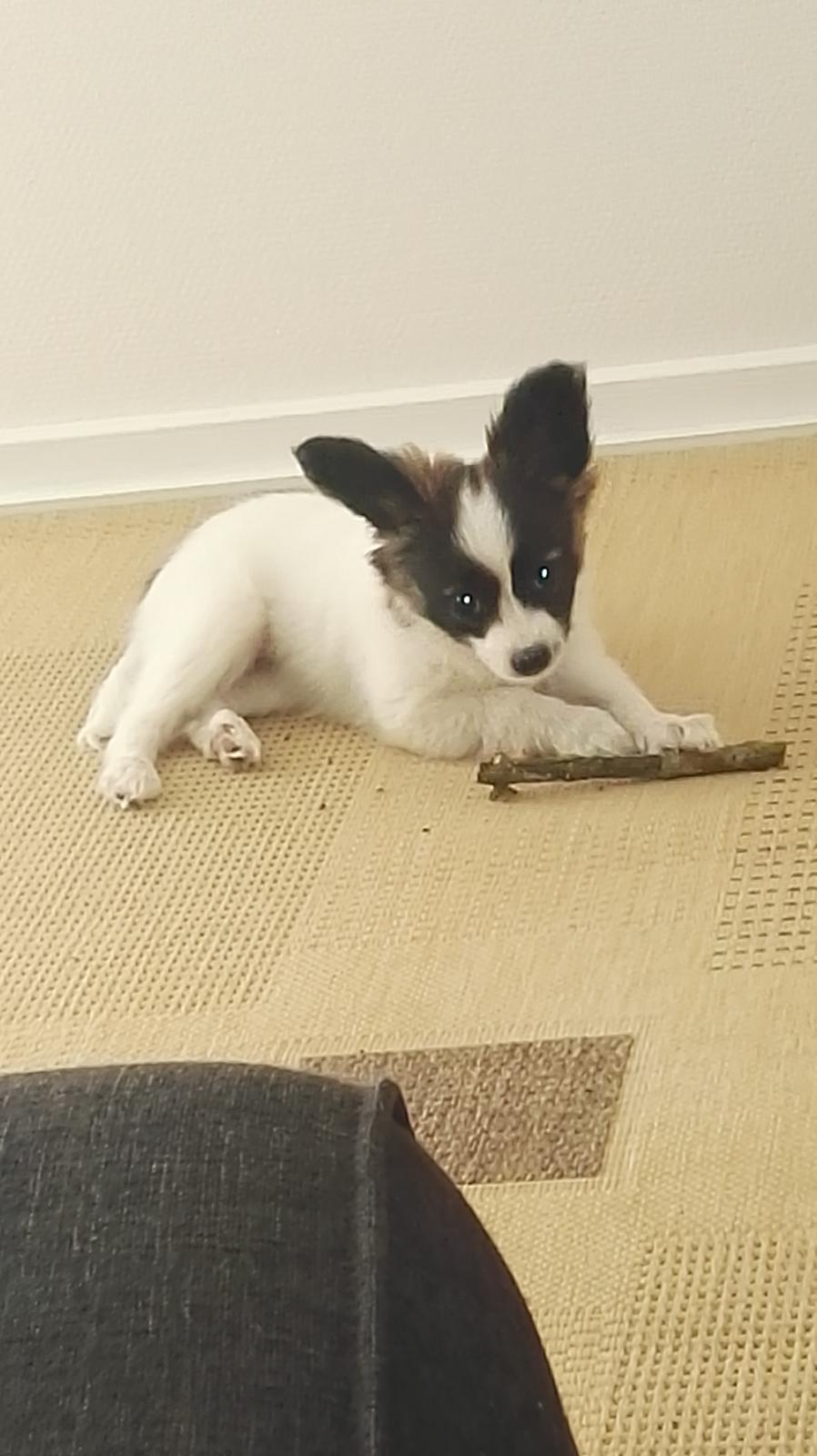 Papillon Nelly billede 9