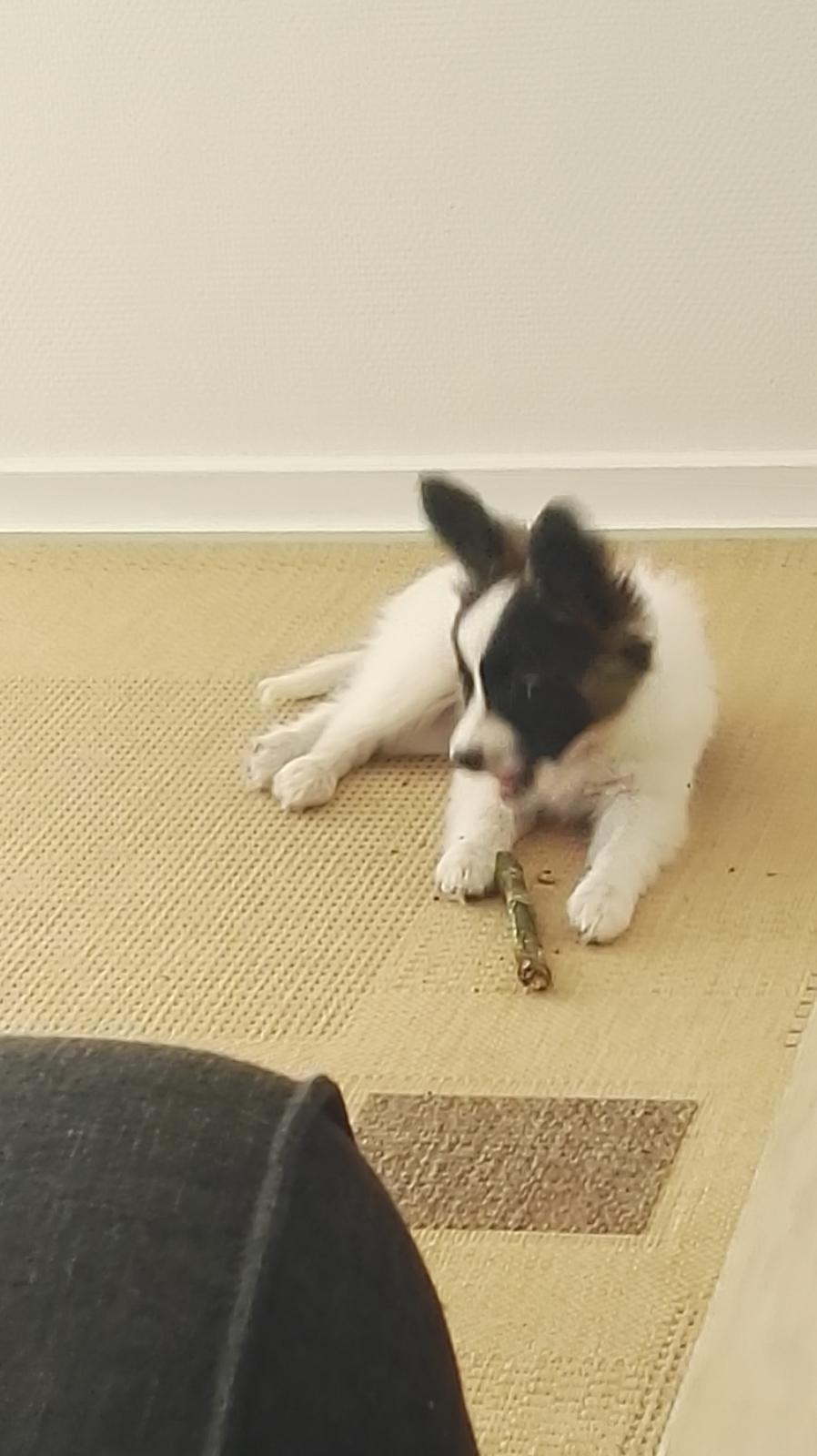 Papillon Nelly billede 10