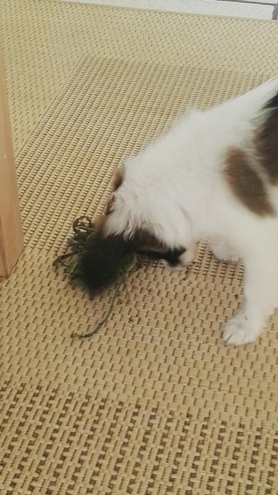 Papillon Nelly billede 15