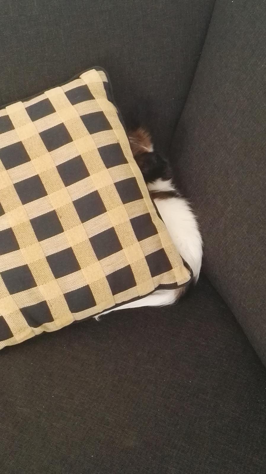 Papillon Nelly billede 8