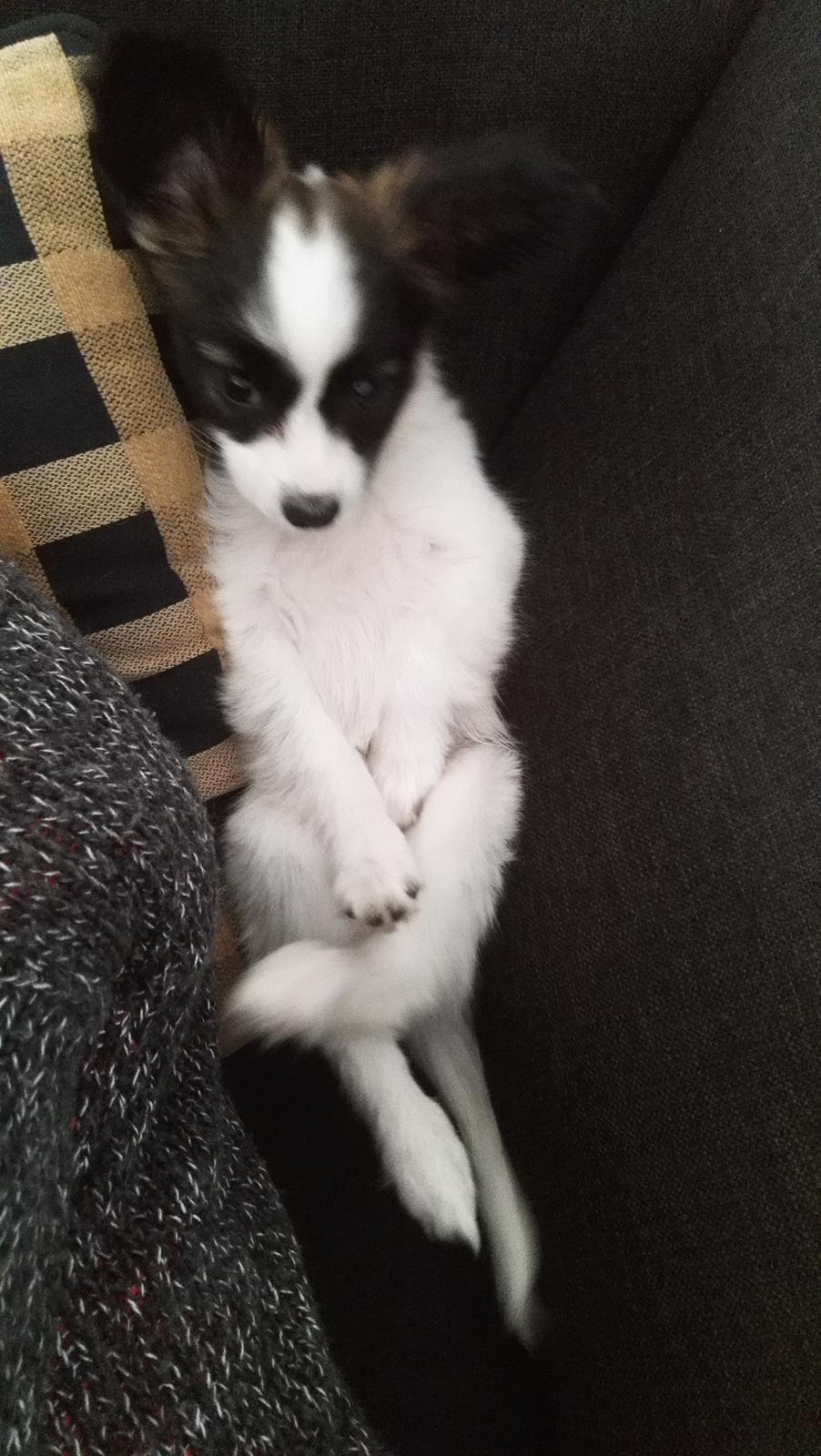 Papillon Nelly billede 7