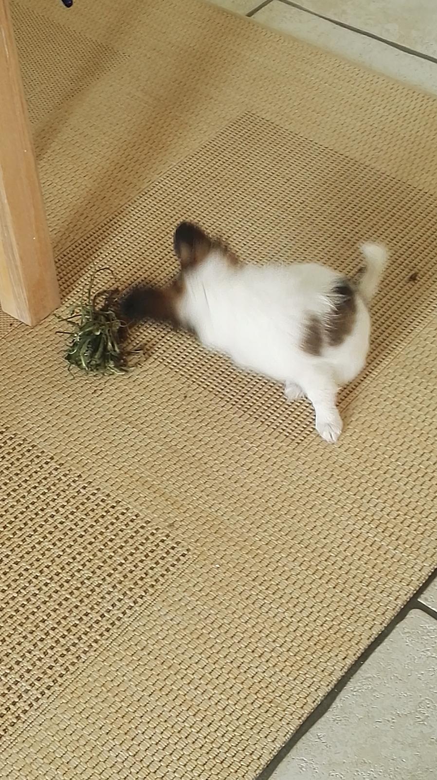 Papillon Nelly billede 13