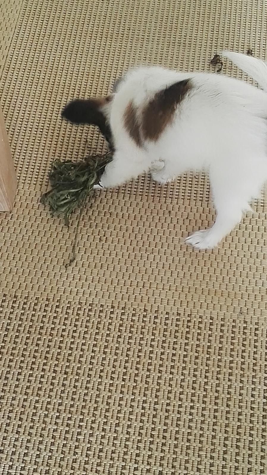 Papillon Nelly billede 14