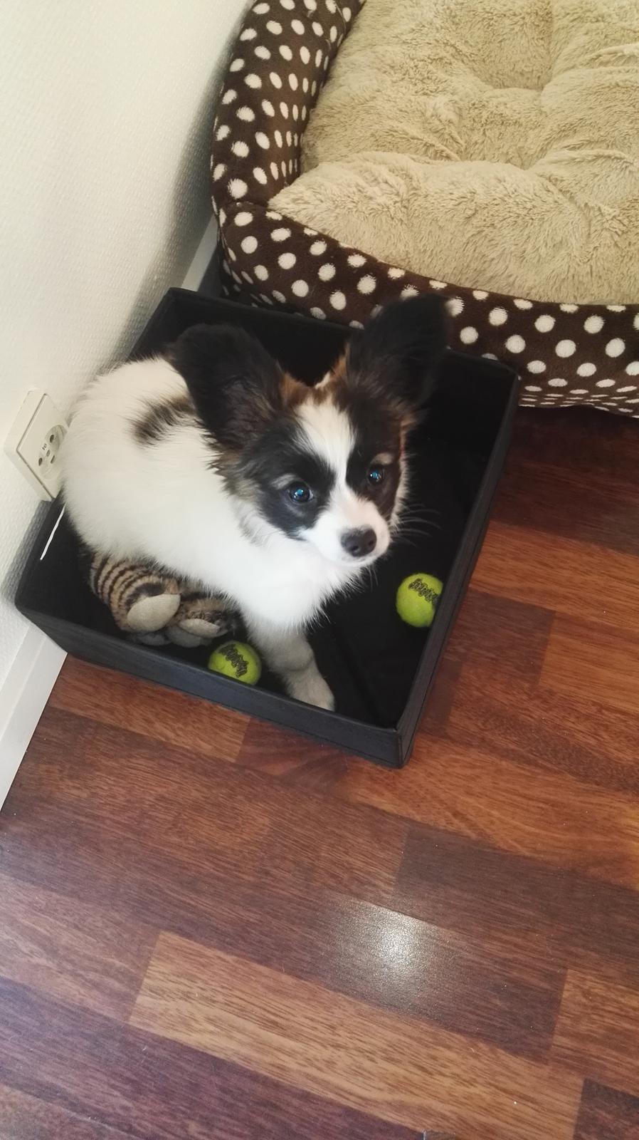 Papillon Nelly billede 12