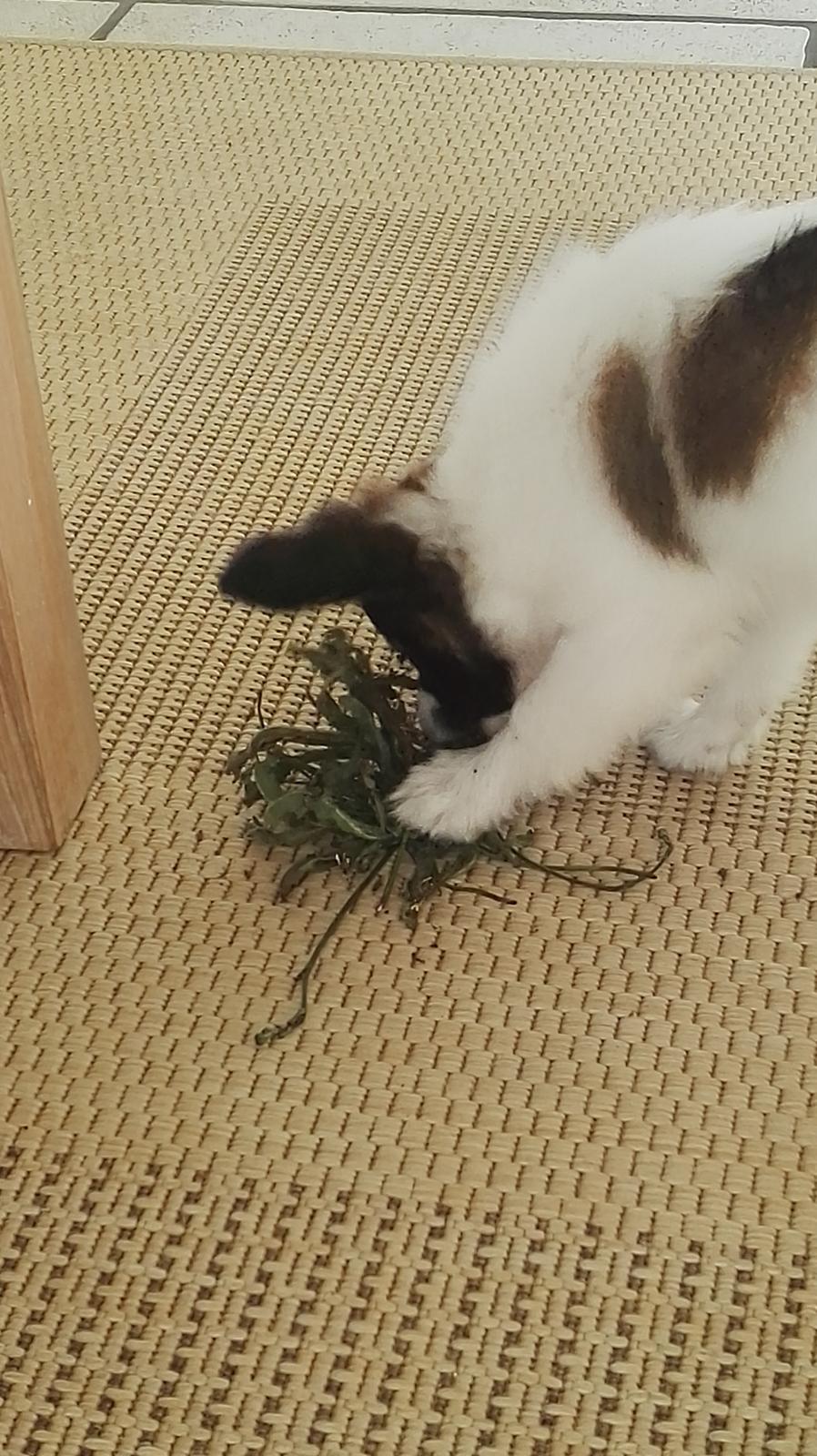 Papillon Nelly billede 16