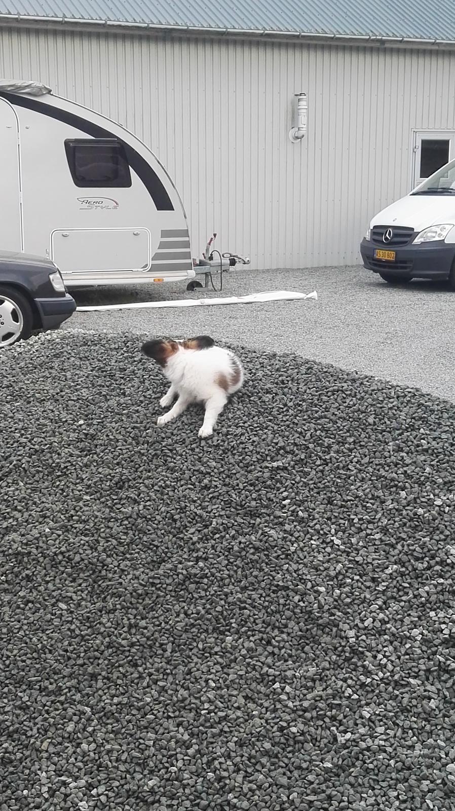 Papillon Nelly billede 18