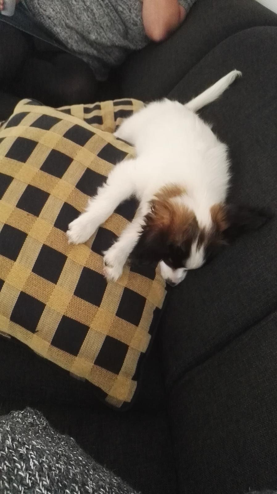 Papillon Nelly billede 19