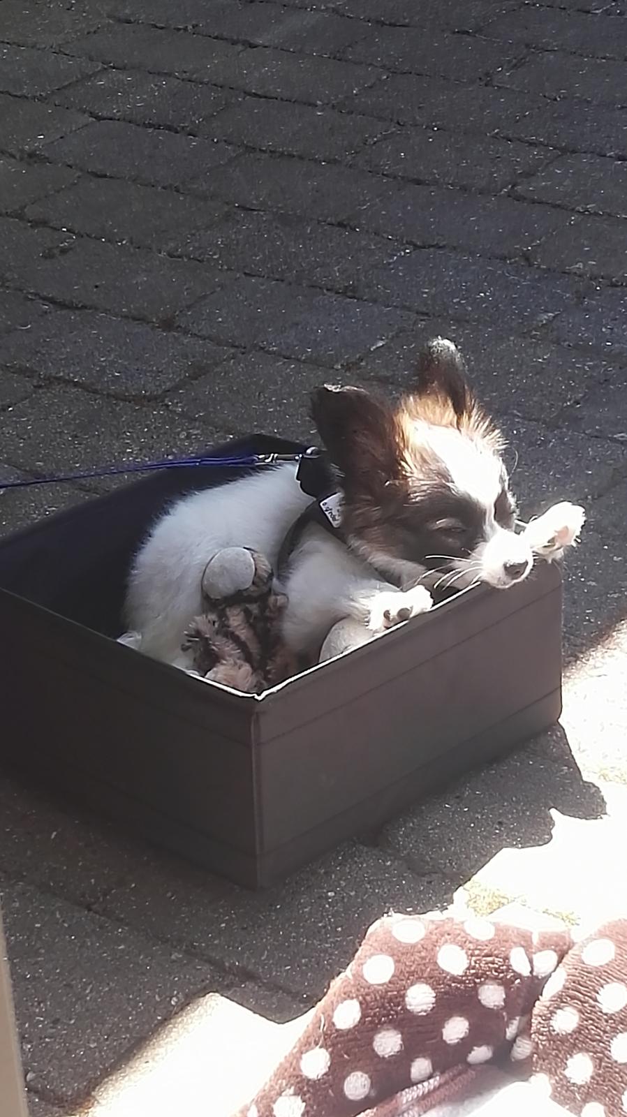 Papillon Nelly billede 22