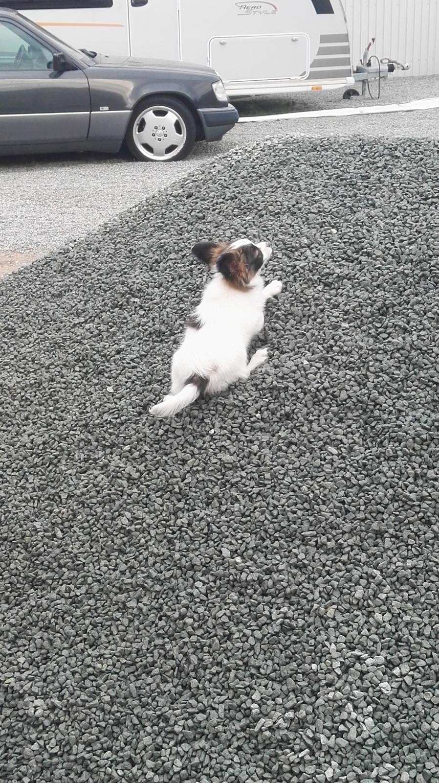 Papillon Nelly billede 17