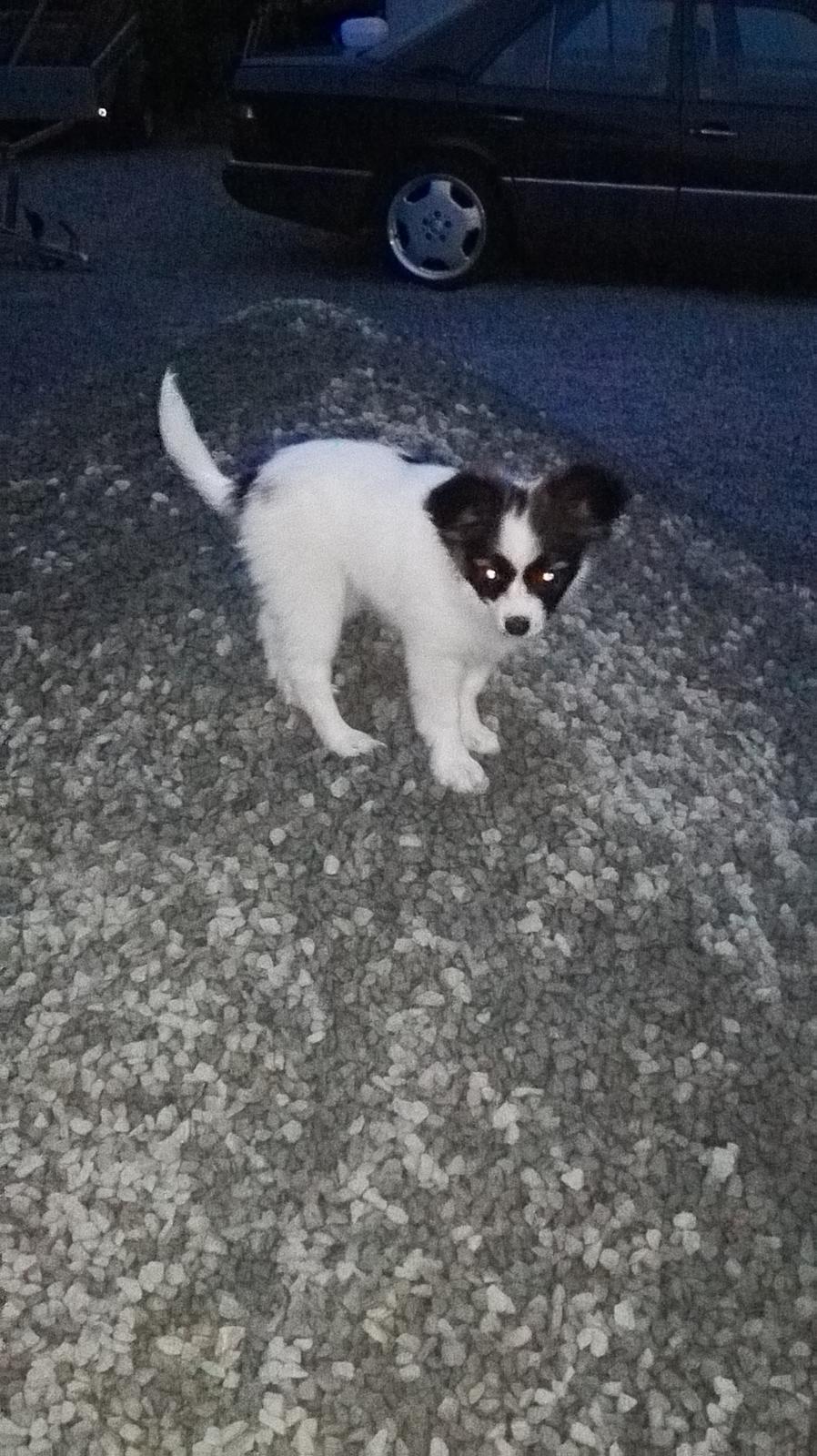 Papillon Nelly billede 21