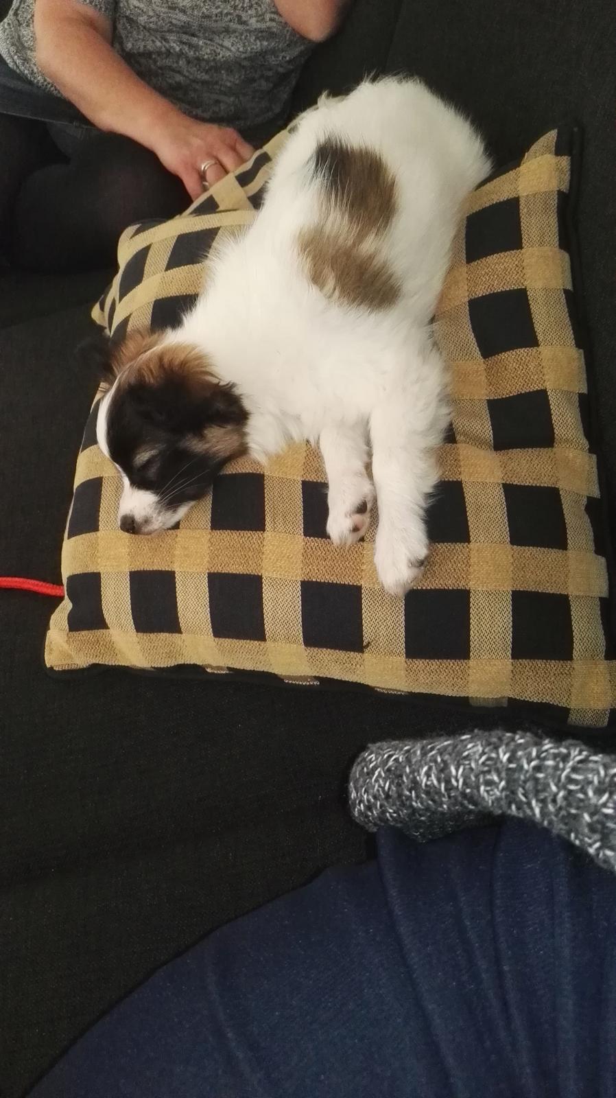 Papillon Nelly billede 20