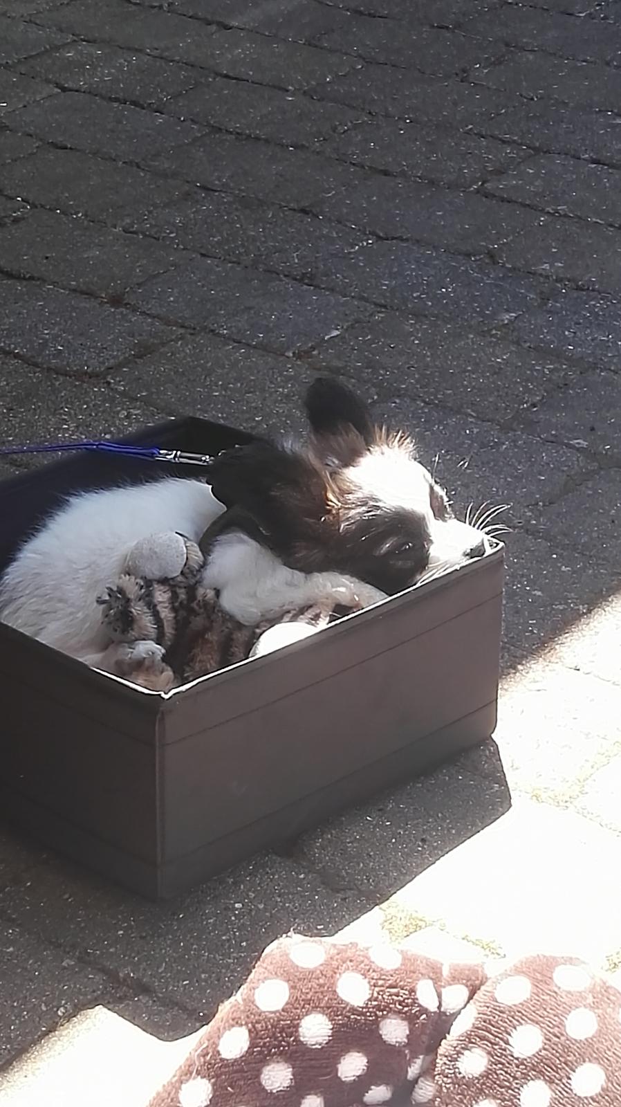 Papillon Nelly billede 23