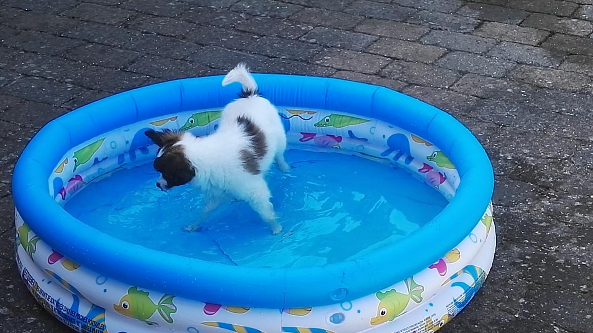 Papillon Nelly billede 24