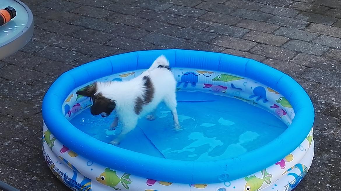 Papillon Nelly billede 25