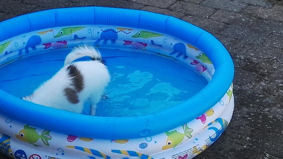 Papillon Nelly billede 26