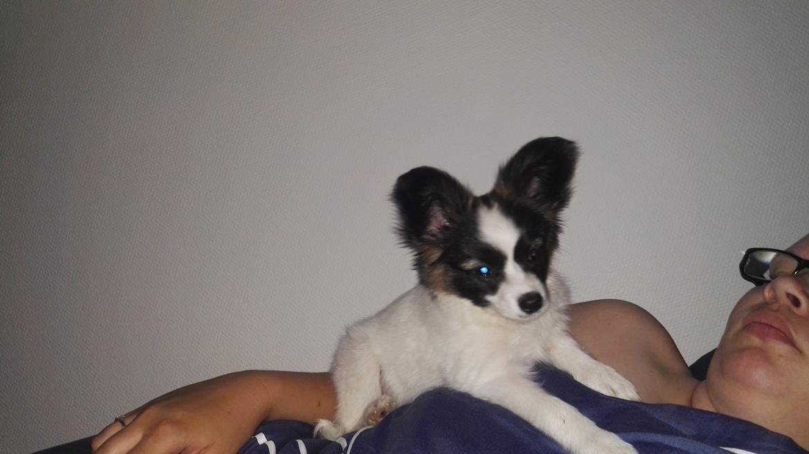 Papillon Nelly billede 28