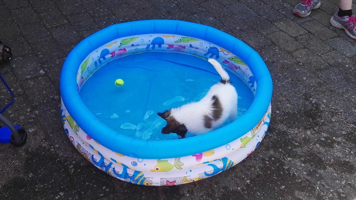 Papillon Nelly billede 27