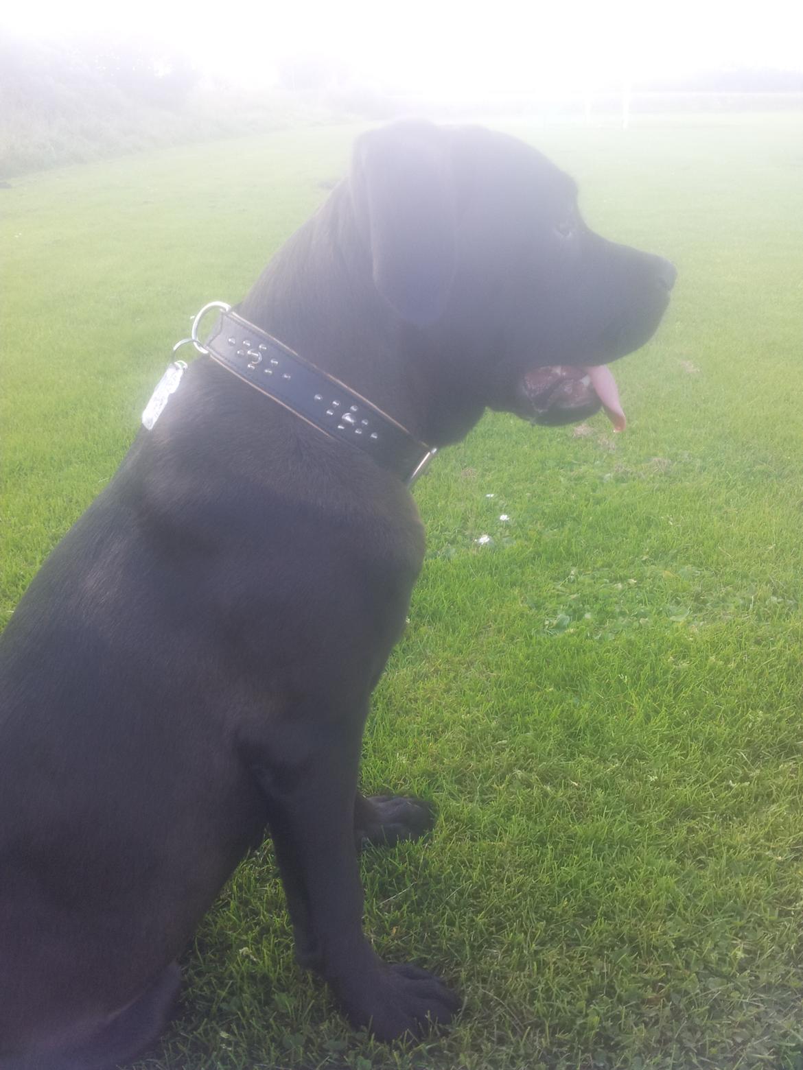 Cane corso Lilith immaculate billede 23