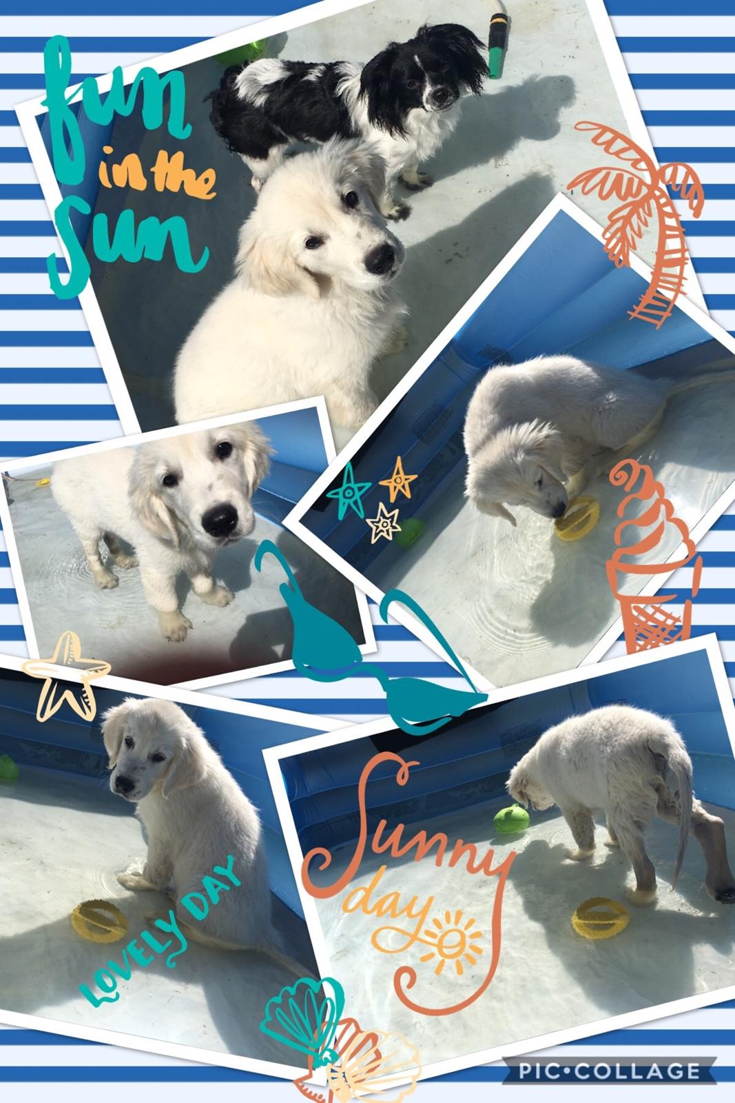 Golden retriever Fabray Globalizer (Delta) billede 22