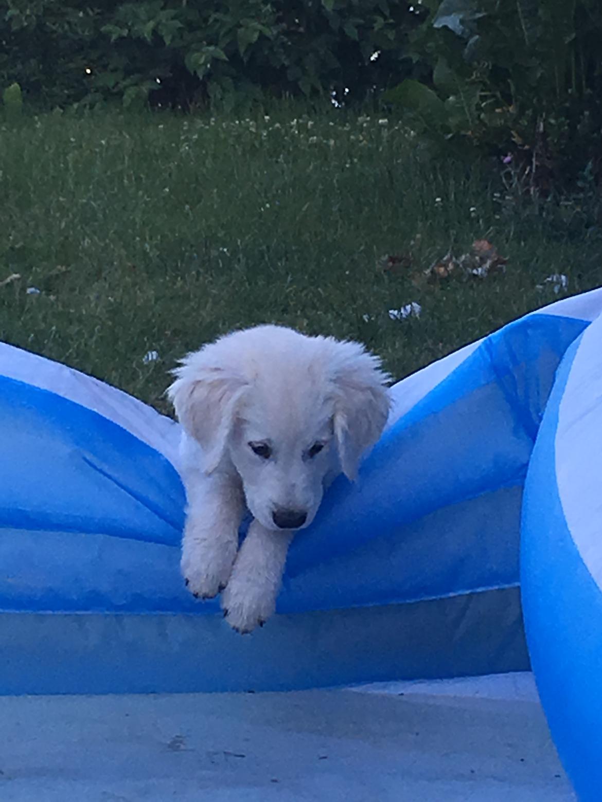 Golden retriever Fabray Globalizer (Delta) billede 24