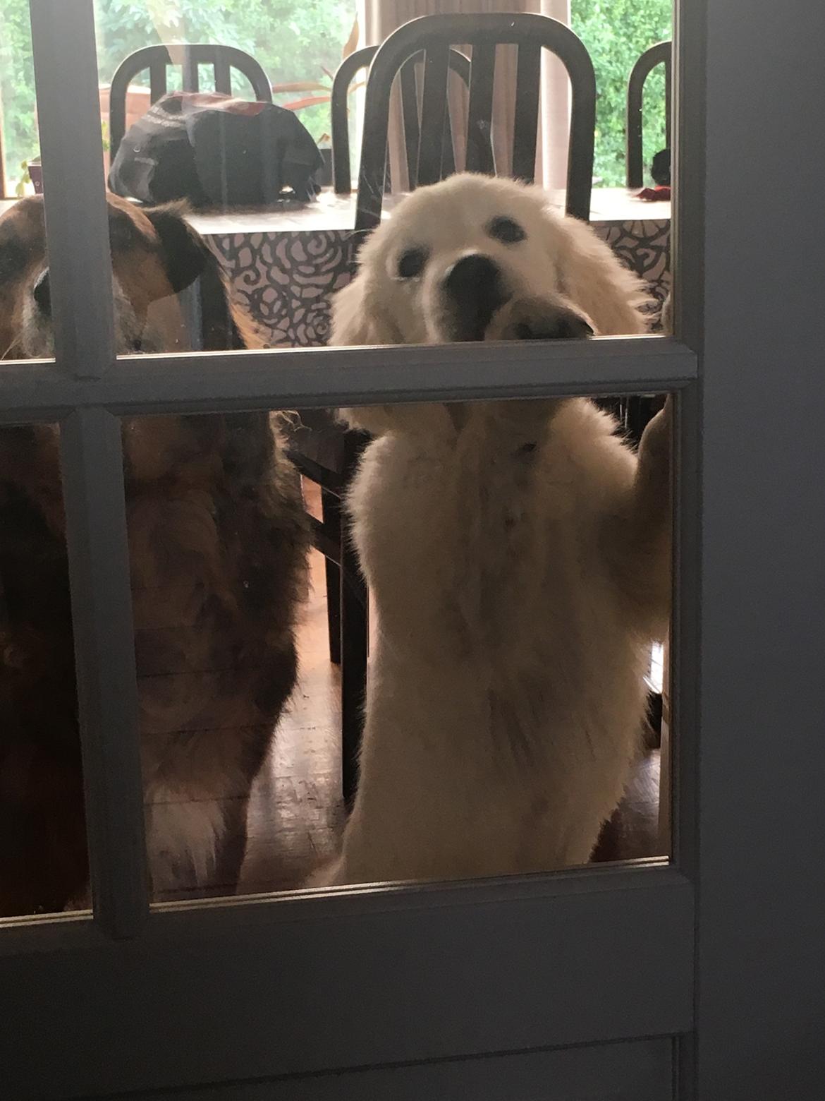 Golden retriever Fabray Globalizer (Delta) billede 25