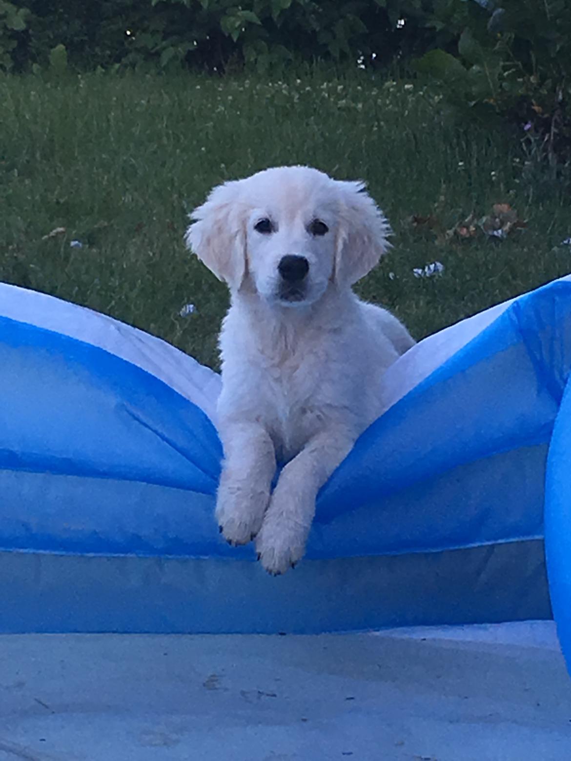 Golden retriever Fabray Globalizer (Delta) billede 23