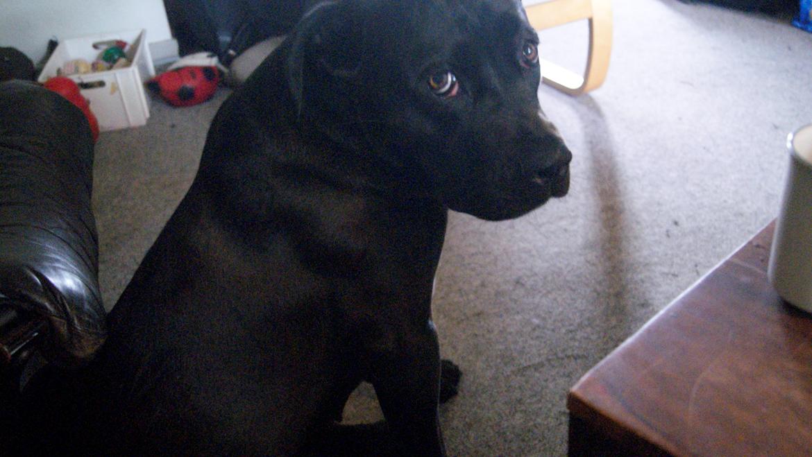 Cane corso Lilith immaculate billede 24