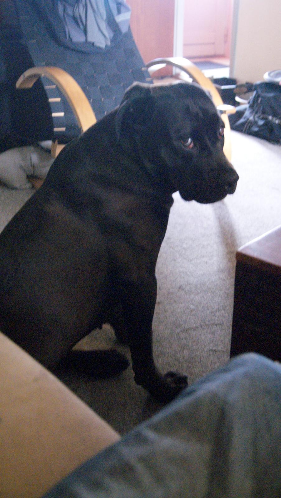 Cane corso Lilith immaculate billede 26