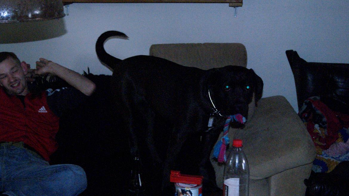 Cane corso Lilith immaculate billede 27