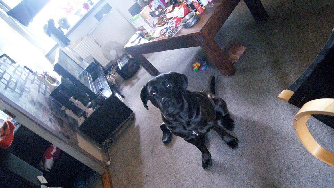 Cane corso Lilith immaculate billede 29