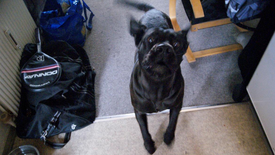 Cane corso Lilith immaculate billede 30