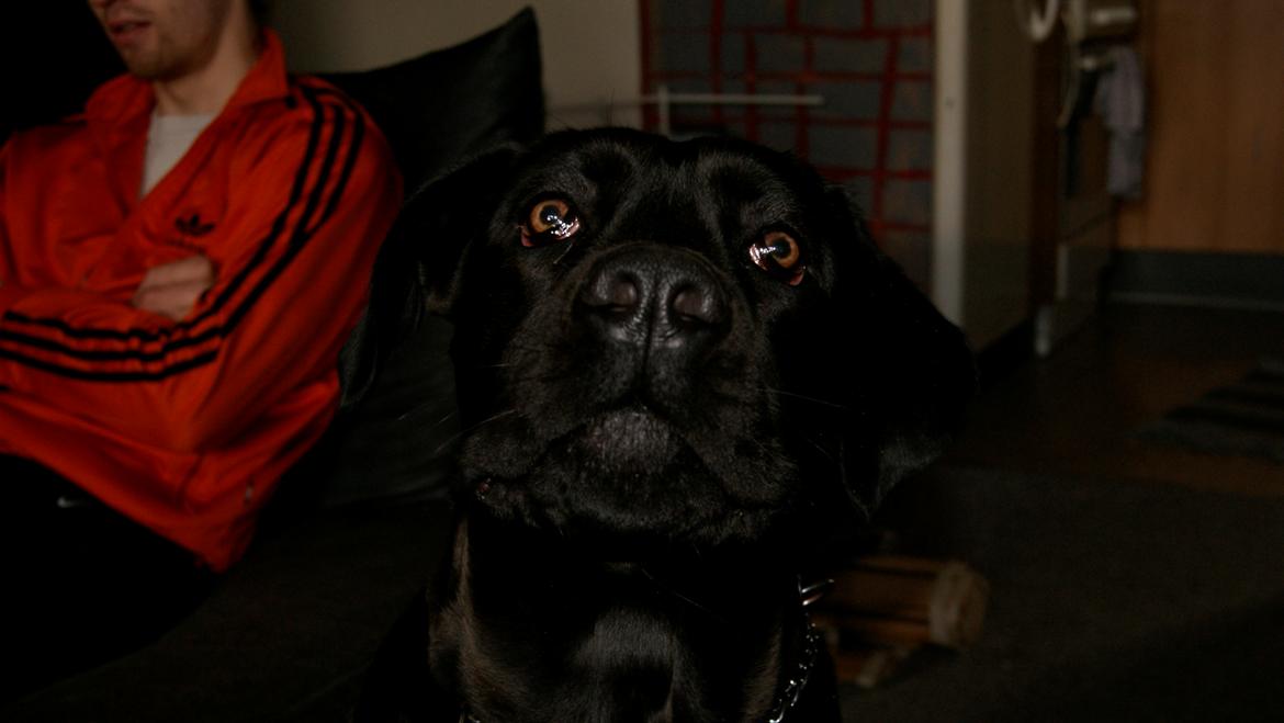 Cane corso Lilith immaculate billede 31