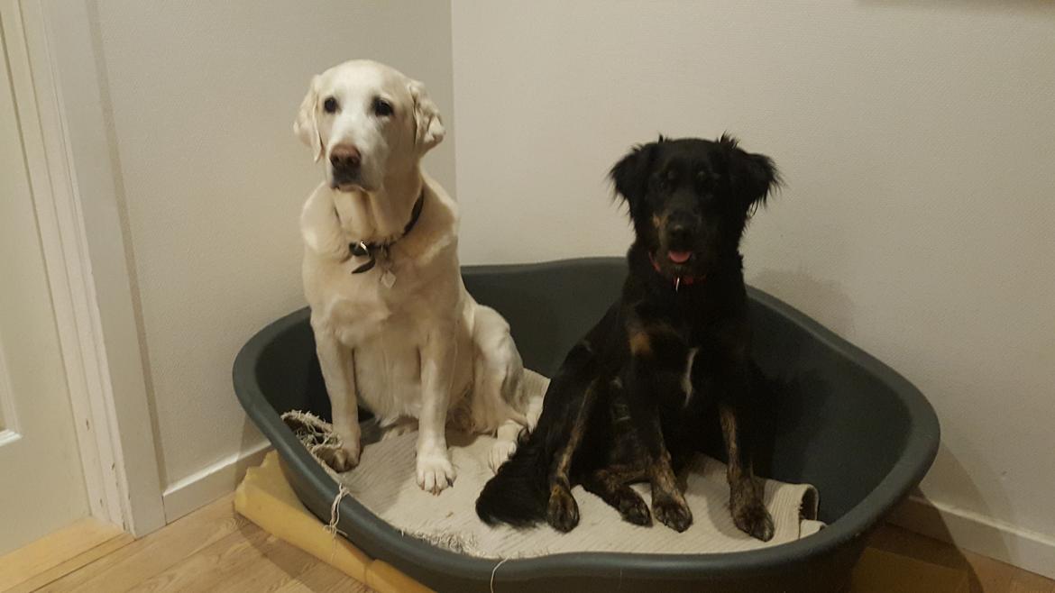 Blanding af racer Nela billede 10