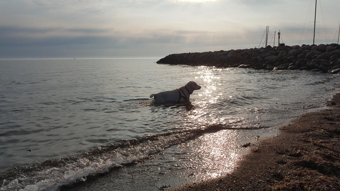 Blanding af racer Lulu billede 13