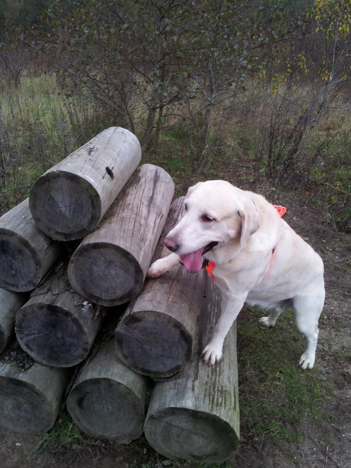 Blanding af racer Lulu billede 14