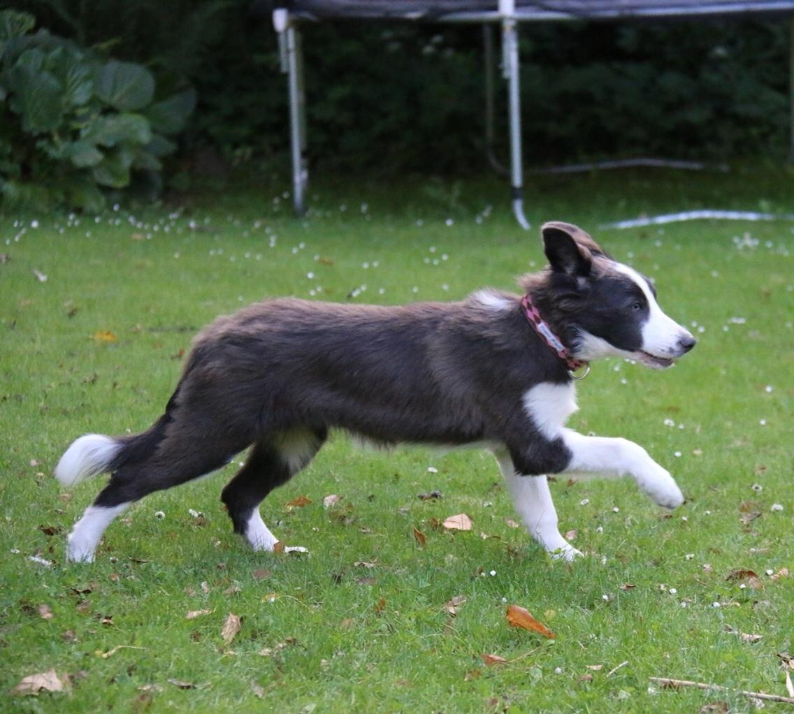 Border collie Destiny billede 7