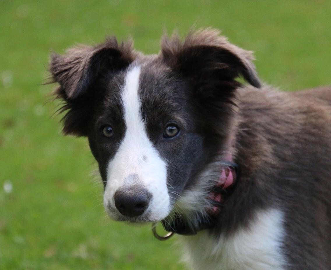 Border collie Destiny billede 8