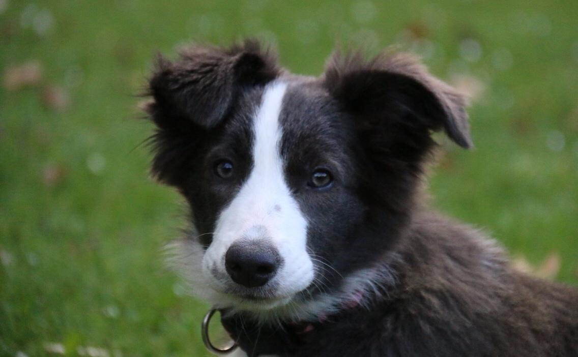 Border collie Destiny billede 11