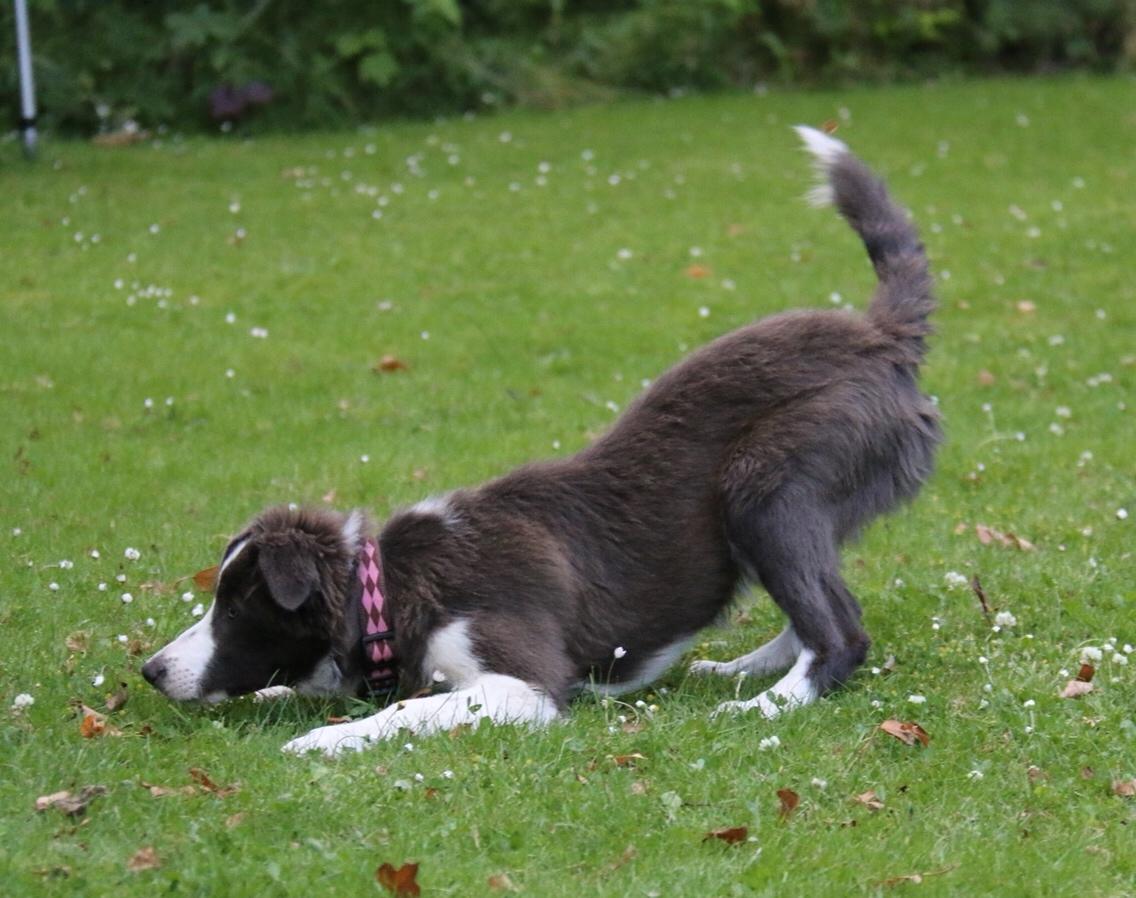 Border collie Destiny billede 10